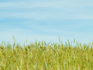Landscape of wheat field, nature background.