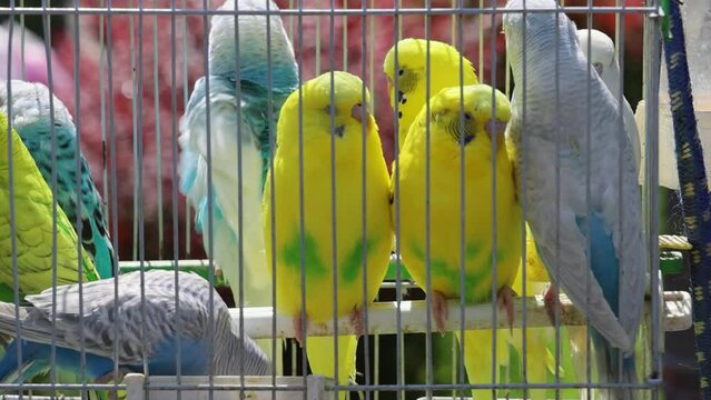 Many Colourful Parrots Birds in Cage Pet Shop