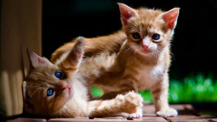 Yellow kitten. Yellow kittens playing in the garden. Yellow stray kitten.