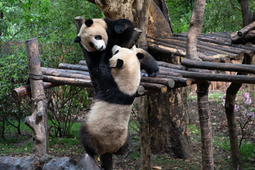 The giant panda playing each other after the raining and look very happy in the wood bridge