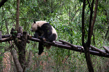 The giant panda playing each other after the raining and look very happy in the wood bridge