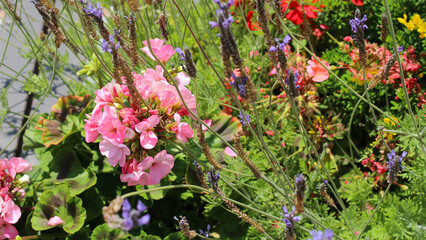 Fototapeta premium The colors of these flowers are nice.