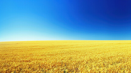Grain field with deep blue sky resembling Ukrainian flag