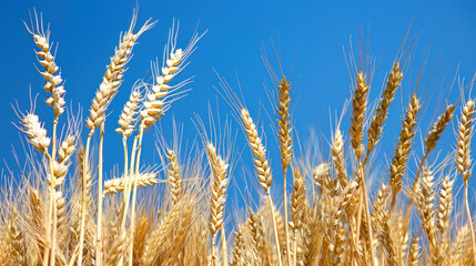 Fototapeta premium Grain field with blue sky