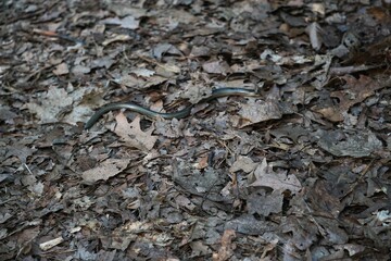 Padalec zwyczajny (Anguis fragilis) – gad, gatunek beznogiej jaszczurki. występuje w Europie, Azji i Afryce. © Sławek