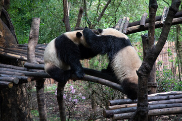 The giant panda playing each other after the raining and look very happy in the wood bridge