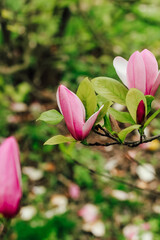 Fototapeta premium Pink magnolia flower close-up in botanical garden