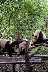 The giant panda playing each other after the raining and look very happy in the wood bridge