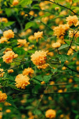 Keria Japanese bush blooming yellow in the botanical garden