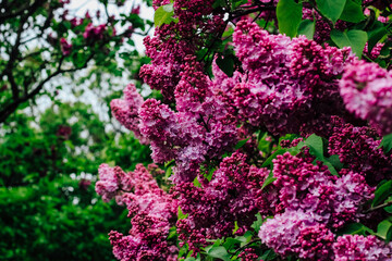 Fototapeta premium Pink lilac flower close-up in botanical garden
