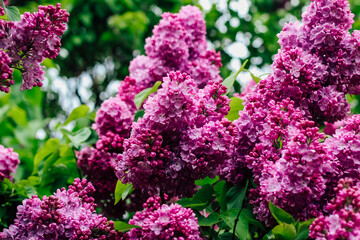 Pink lilac flower close-up in botanical garden