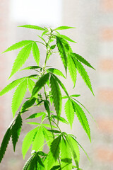Bush plant of green medical marijuana close-up