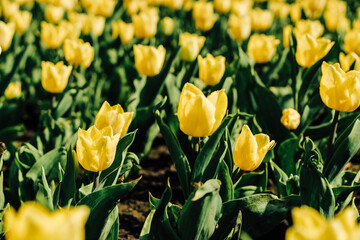 Close-up of a yellow tulip in a botanical garden