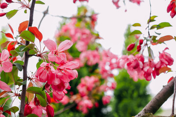 Blooming pink apple tree close-up, floral background