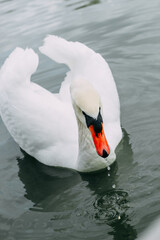 A white swan in a large lake close-up