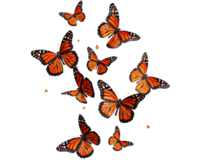 Orange butterflies flying on white background