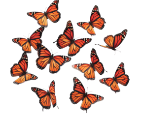 Orange butterflies flying on white background