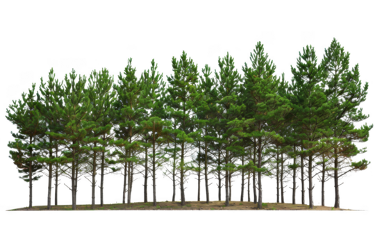 A row of trees with no leaves on them