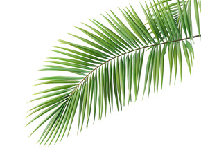 Obraz premium Green palm leaves detailed and isolated