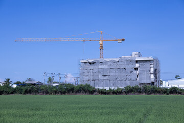 Low angle view looking across green rice fields to tall cranes.