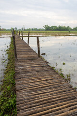 Obraz premium Scenery of a long decaying bamboo bridge stretching across agricultural land.
