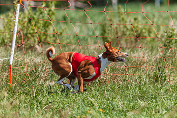 Basenji dog running in red jacket on coursing green field at competition