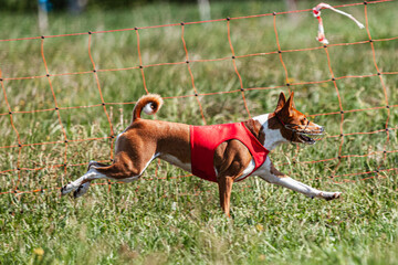 Basenji dog running in red jacket on coursing green field at competition