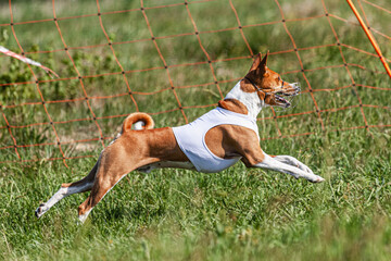 Basenji dog running in white jacket on coursing green field at competition