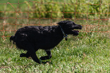 Black dog running across the meadow on lure coursing competition