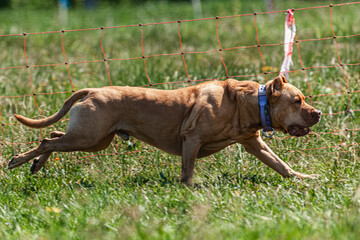 Pit Bull lifted off the ground during the dog race competition