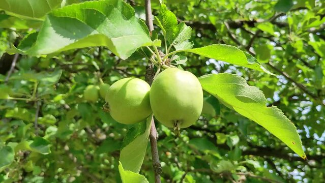 Unripe green apples on a branch on a tree swaying in the wind.