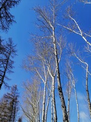 Birches and larches in early spring.