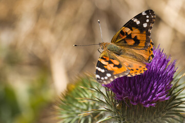 Obraz premium animal, insect, wildlife, nature, fauna, spain, plant, sunny, sp