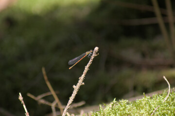 Damselfly on twig