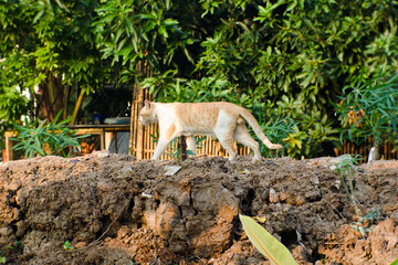 Orange cat walking on the ground