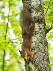 Red squirrel hanging upside down on a birch trunk