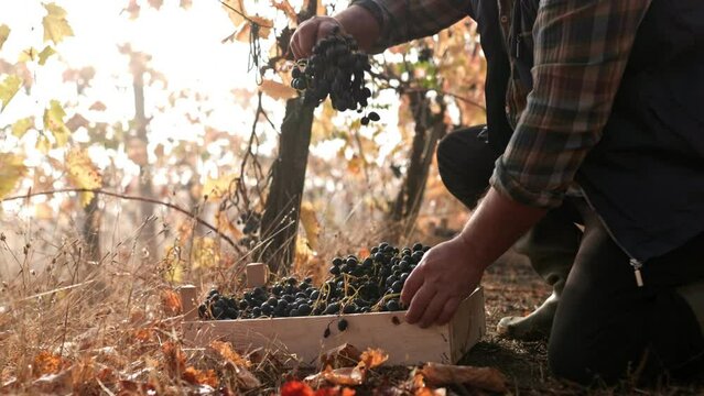 A close up view reveals the hands of a seasoned agronomist delicately touching Poma grape