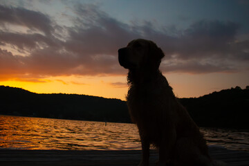 dog at sunset
