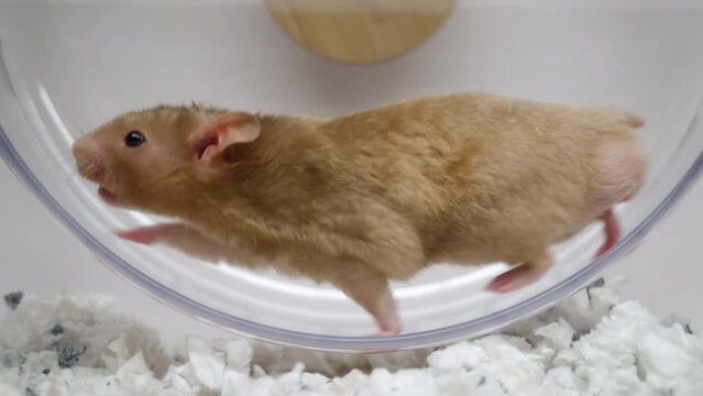 Hamster Running on Exercise Wheel in Slow Motion