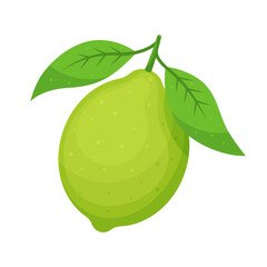 Lime isolated on transparent background. Tropical fruit icon for farm market. Citrus vector illustration in flat style.