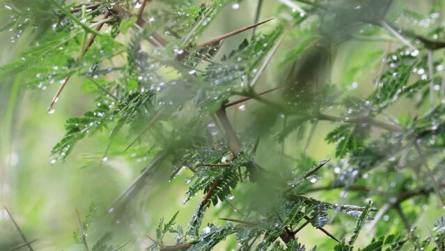 Rain falling on Acacia arabica (Lam.) Willd. Mimosa arabica Lam tree. Rain Drops, showing on lush green and tree during monsoon in gir forest India. india's rural areas in monsoon time