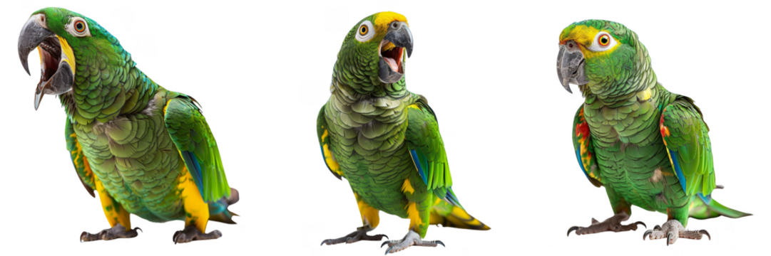 Colorful Parrots Trio