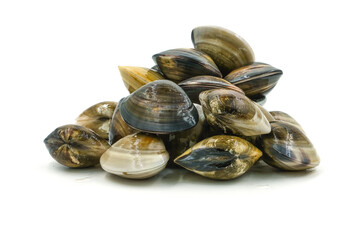 Closed up fresh baby clams, venus shell, shellfish, carpet clams, short necked clams, as raw food from the sea are the seafood ingredients. fresh clams Background. seafood.Isolated on white background