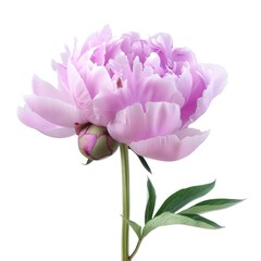 Peony isolated on white background. High-resolution image of delicate and vibrant flower.