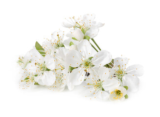 Beautiful spring tree blossoms isolated on white