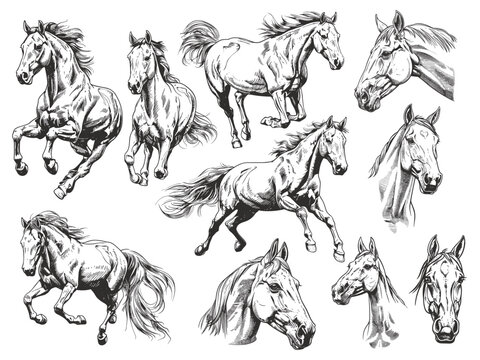 Sketch horses set. Wild horse engraving engraving, run mustang or mare equine race retro vintage hand drawn art equestrian mammal animal vector illustration