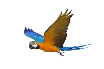 Colorful flying Blue and Gold Macaw parrot isolated on transparent background png file