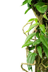 Fototapeta premium leaves and roots isolated on white background