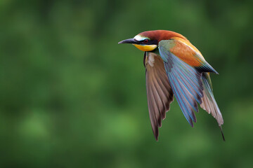 Vibrant bird in flight against woodland backdrop