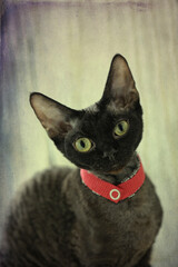 Porträt einer schwarzen Devon Rex Katze